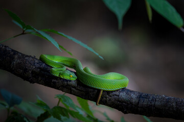 green viper snake on the branch