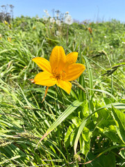 Beautiful flowers of the Amur daylily in the bay of Akhlestyshev on Russian Island in June. Russia, Vladivostok, Primorsky Krai