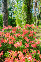 azalea flowers in the park