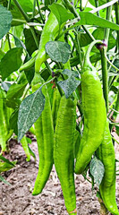 Fresh Green Chili Peppers Growing on a Healthy Plant in Garden Soil