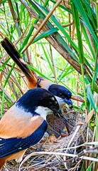 Parent Birds Feeding Chicks in Nest Hidden Among Tall Grasses