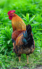 Colorful Rooster Standing Proudly on Green Grass in Natural Surroundings