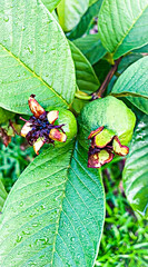 Close-Up of Young Guava Fruit with Dew-Kissed Leaves in Tropical Garden