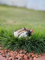 Cat Tricolor Laying down on Grass in the Home Garden at Sunset