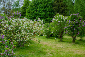 Vibrant lilac trees showcase their blossoms amidst lush greenery on a tranquil spring day