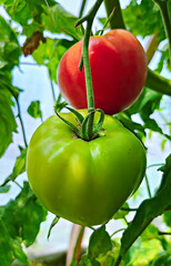 Ripening Tomatoes on the Vine in a Lush Garden