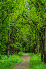 Fototapeta premium A winding path through a serene forest, with lush trees inviting a peaceful stroll