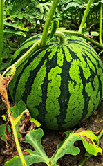 Watermelon Growing on Vine in Summer Field