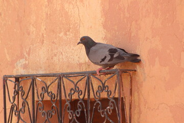 A pigeon sitting on a window