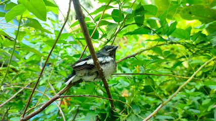 Small Oriental Magpie Robin male Bird Perched Among Lush Green Foliage in Natural Setting