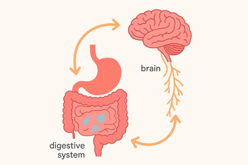 Gut-brain axis vector illustration. Medical diagram of the connection and communication between the human brain and digestive system. Gut microbiota, stomach, and intestines.
