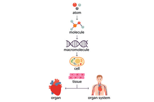 Levels of biological organization infographic. Science chart showing the hierarchy of life from atom, molecule, DNA, cell, tissue, organ, to a human organ system vector illustration.