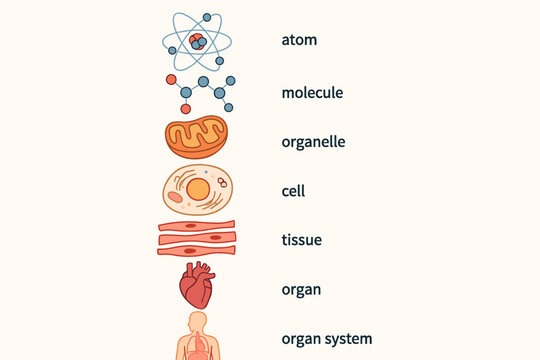 Biological hierarchy of life vector infographic. Educational diagram showing levels of organization from atom to human body. Includes cell, molecule, tissue, organ, and organ system.