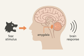 Fear response pathway diagram showing amygdala function in brain. Psychology and neuroscience vector illustration of emotional processing, stress,anxiety, and reaction to stimulus.