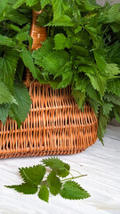Vivid green nettle leaves, Urtica dioica, spill from a woven wicker basket, with a sprig resting below. Once prized for healing, these herbs are now gathered for modern culinary and medicinal use.