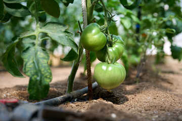 Cluster of fresh green tomatoes ripening on the vine in a home garden. Close-up of organic vegetables cultivated with care using a drip irrigation system. Healthy, natural, sustainable food concept.