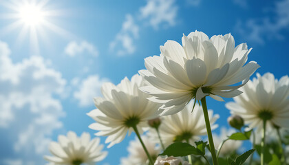 White Poppies in a Sunny Field