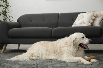 Cute dog with chew bone on floor at home