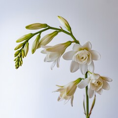 Fototapeta premium Elegant white tuberose blooms against a soft background