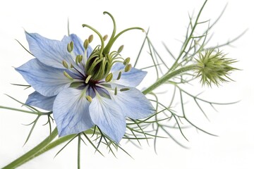 blue nigella sativa flower on white background