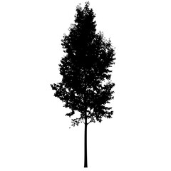 black silhouette of a tree on a white background black, silhouette, tree 