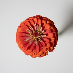 Overhead view of a dew kissed orange zinnia