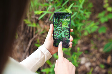 Woman using plant recognition application on smartphone outdoors, closeup