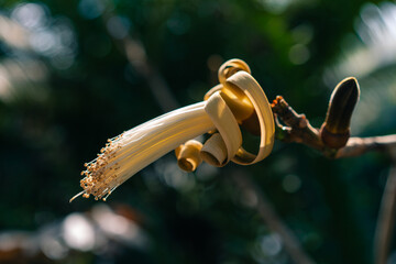 Flower of Pachira aquatica, is a tropical wetland tree of the mallow family Malvaceae. japan