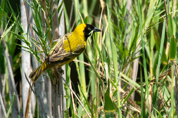 Tisserin intermédiaire,
Ploceus intermedius, Lesser Masked Weaver