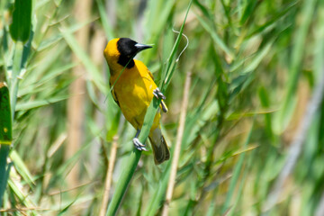 Tisserin intermédiaire,
Ploceus intermedius, Lesser Masked Weaver