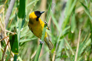 Tisserin intermédiaire,
Ploceus intermedius, Lesser Masked Weaver