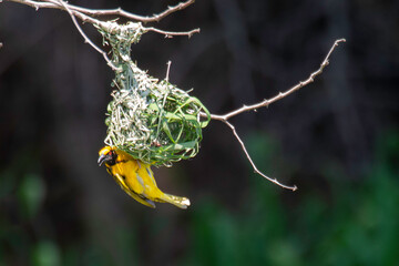 Tisserin à tête rousse, nid,.Ploceus velatus, Southern Masked Weaver