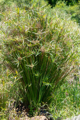 Papyrus, Cyperus papyrus, Parc national du lac Naivasha, Kenya, Afrique de l'Est