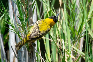 Tisserin intermédiaire,.Ploceus intermedius, Lesser Masked Weaver