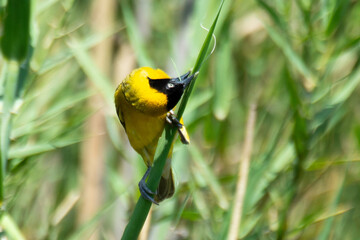Tisserin intermédiaire,.Ploceus intermedius, Lesser Masked Weaver