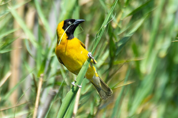 Tisserin intermédiaire,
Ploceus intermedius, Lesser Masked Weaver