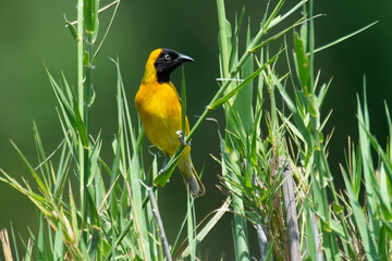 Tisserin intermédiaire,.Ploceus intermedius, Lesser Masked Weaver