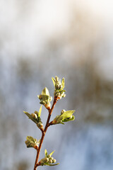 Spring twig with first green leaves