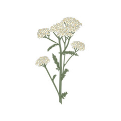 Bloom floral vector illustration isolated on white background