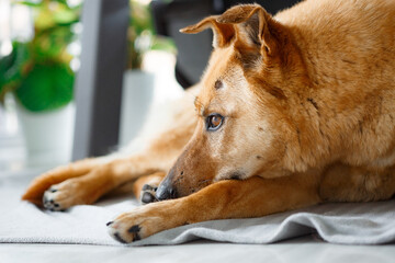 Happy ginger mixed breed dog in luxurious bright colors scandinavian style living room with potted plants. Pets friendly hotel or home room.