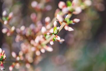 Beautiful spring tree blossoms. Plum tree flowers. Spring Design. Blooming branch at spring garden. Easter banner. Spring flowers reason of allergy.