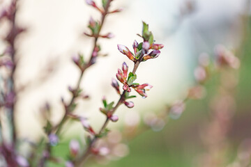 Beautiful spring tree blossoms. Plum tree flowers. Spring Design. Blooming branch at spring garden. Easter banner. Spring flowers reason of allergy.
