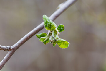 Spring twig with first green leaves