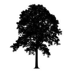 black silhouette of a tree on a white background black, silhouette, tree 