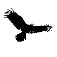 a black silhouette of an eagle in flight with wings spread bird, black, eagle, flight, fly, silhouette, wing 