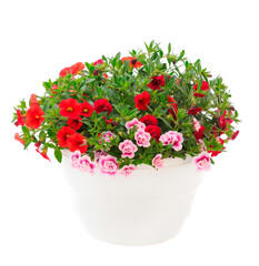 Calibrachoa flowers isolated.