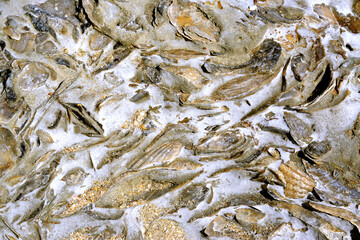 Graphic designs created by shell fossils drawn on sand turned to rock near Puerto Piramide, in Argentine Patagonia.
