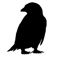 a black silhouette of a crow on a white background bird, black, crow, silhouette
