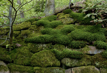 Steinhang im Buchenwald mit Moosen bewachsen