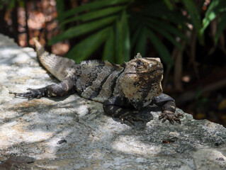 Leguan